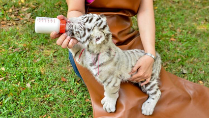 wild animal rescue near me